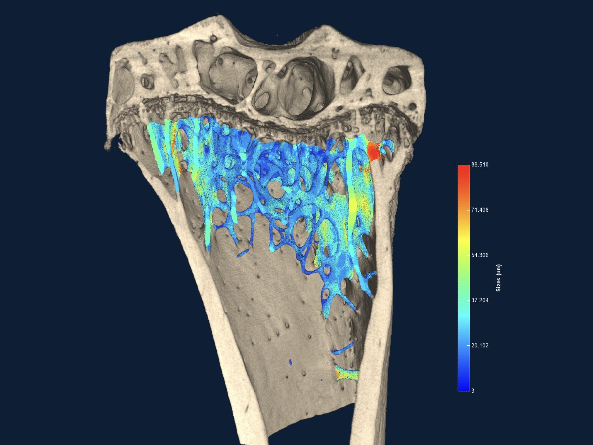 Mouse Bone Developet Mouse bone | NeoScan