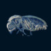 Beetle List